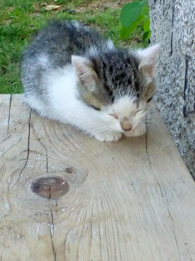 Country House Plitvice プリトビッチェ・セロ エクステリア 写真